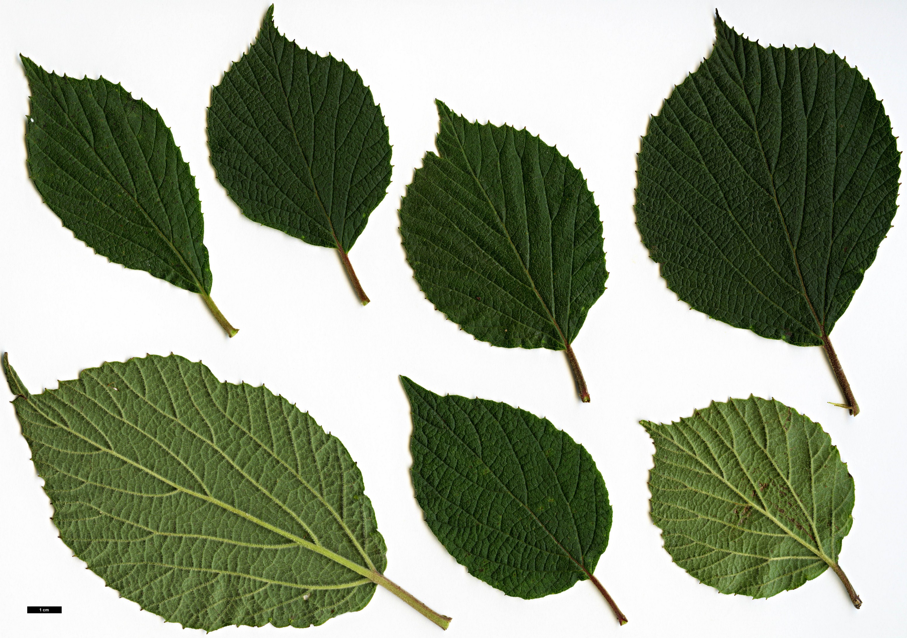High resolution image: Family: Adoxaceae - Genus: Viburnum - Taxon: fordiae